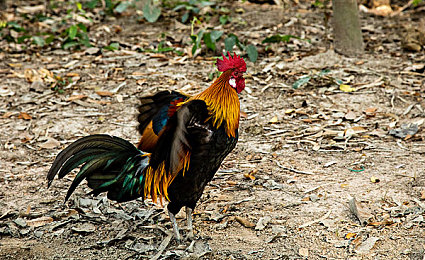 亲情会王芳高敏大团圆,老友重逢聚温馨，共度美好周末时光-1