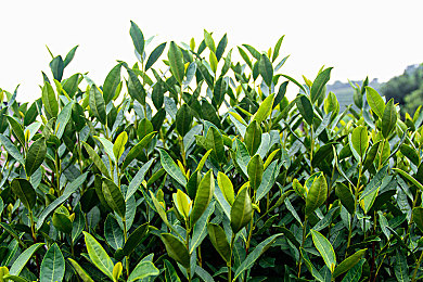 日本jazz亚洲护士-1