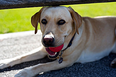动漫  爆乳  扶她,动漫争议：爆乳角色引发粉丝热议，作品优劣引关注-1