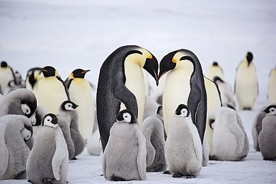肉薄团,神秘“肉薄团”走红，餐饮新潮流引关注