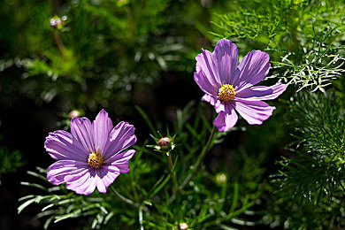 棉签冰块放入PG的照片：神秘物质让棉签变透明，揭秘科学实验奇迹-1