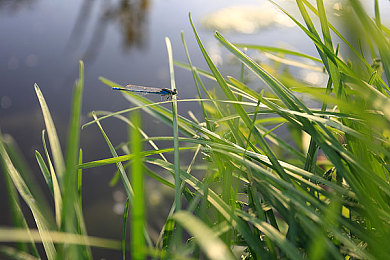 浴火蝴蝶,蝴蝶浴火重生，生命奇迹引关注-1