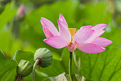 春光辉荒野：春回荒野，绿意盎然奇迹现