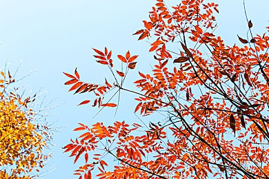 100种黄台入口,都市美食街，百味尽享，等你来探！-1