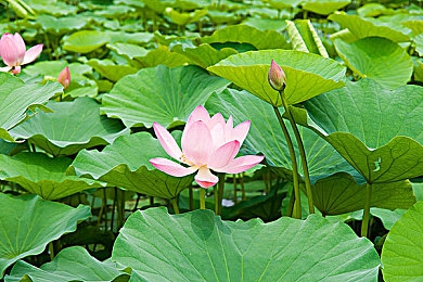 管鲍中心官网入口富二代交易,揭秘：神秘“管鲍中心”官网，富二代财富增值新途径