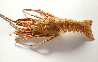 老师你的兔子好软水好多的车视频,兔子嬉水豪车相伴，网红创意引关注-2