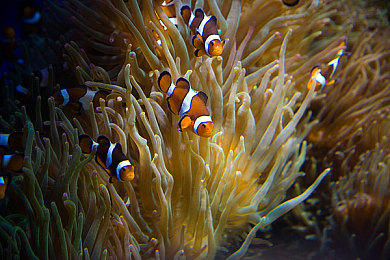 合家欢下册公交车,公交新线便利多，城市出行更温馨-2