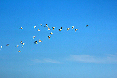 小女孩儿吃小男孩儿小叮当视频,童趣瞬间：小妹妹“咬”玩具，引发网友热议