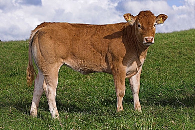 51CGFUN吃瓜网爆料老虎菜：明星触“禁菜”，风波引关注-2