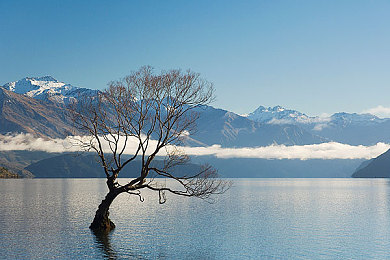 斗鱼鱼翅多少钱一个,探寻珍馐美味：揭秘斗鱼鱼翅价格之谜