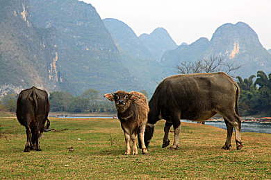 黄色软件 3.0,“新软件助力，网络环境焕然一新”-2