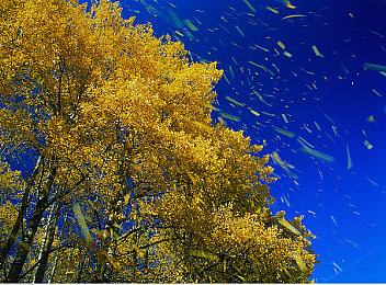 周莹怀了王伟忠的孩子,明星夫妇甜蜜怀孕，爱情结晶即将降临-2