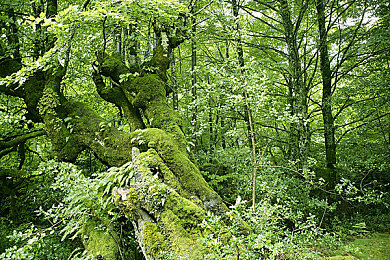 同桌上课吃我的小兔兔作文高中,校园趣事：同桌课上“偷吃”糖果引热议-1