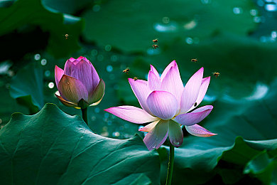 梦幻诛仙感恩礼包,《梦幻诛仙》感恩礼包来袭,福利盛宴等你来享-2