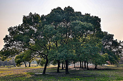 汤唯黑色大枣是啥意思,明星汤唯养生秘诀：黑色大枣功效惊人-2