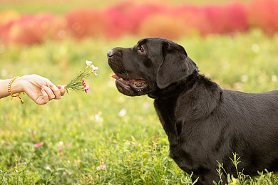 日本lachouchou丰胸膏,神秘丰胸膏,女性身材新选择-2