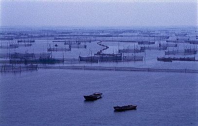 汤唯黑色大枣是啥意思,明星汤唯养生秘诀：黑色大枣功效惊人-3