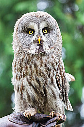 暴走大事件豫章书院,古院风波：暴走大事件揭秘豫章书院困境-3