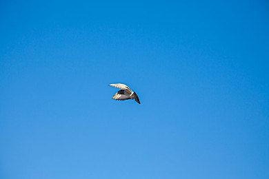 仙踪林直接入站网,电商新秀崛起，仙踪林打造便捷购物新天地-2