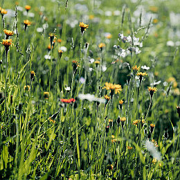 伽罗脸红翻白眼享受表情包,网红表情包走红，传统文化与现代网络碰撞出新火花-5