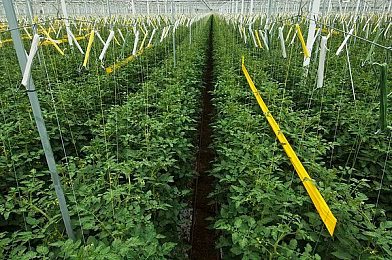 AI换脸杨超越自带套造梦一区：科技赋能娱乐，AI换脸新潮流-4