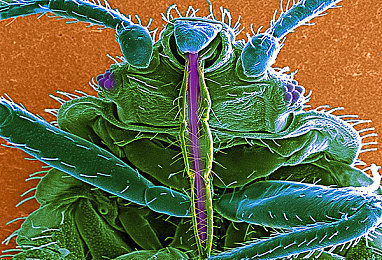 美女脱衣服App,揭秘:App低俗争议,道德法律双重考验-2