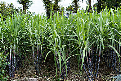 中国大陆十八岁女孩rapper,十八岁女孩rap,音乐圈崭露头角-4