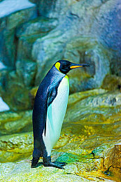 流萤ちゃんが人気の原因,日本女神流萤：颜值才华正能量，成粉丝榜样-4