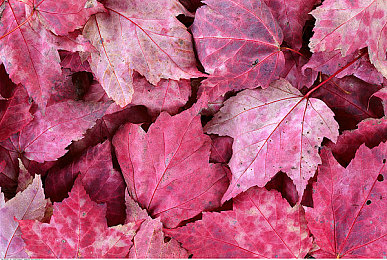 白天做兄弟晚上做夫妻怎么回复,友谊与爱情，如何巧妙回应尴尬提问？-4