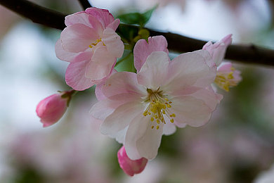 绿巨人忘忧草丝瓜秋葵黄,蔬菜新宠：揭秘绿巨人忘忧草等四宝营养秘密-2
