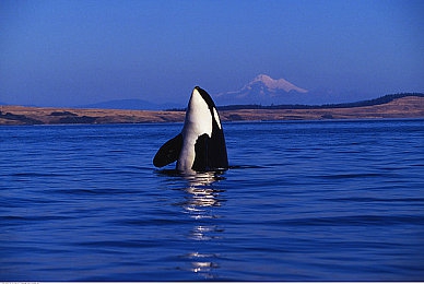 津瑜视频9分10秒：短视频达人津瑜带你9分钟游遍中国美景美食-2