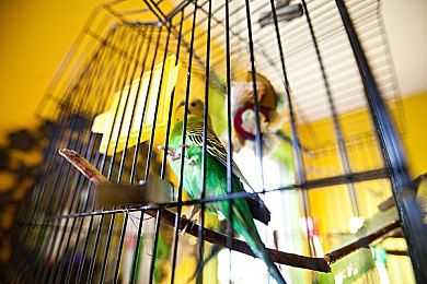 棉签冰块放入PG的照片：神秘物质让棉签变透明，揭秘科学实验奇迹-3