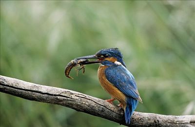 雷电将军入夜狂飙图片高清壁纸：夜幕狂飙，壁纸新潮流-2