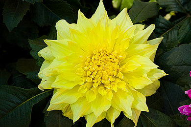 电车之狼2重生,狼族少年冒险重生，暑期档期待巨作-4