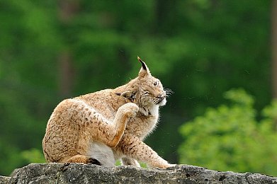 浴火蝴蝶,蝴蝶浴火重生，生命奇迹引关注-4