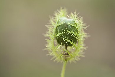 九九黄色视频,短视频监管升级，涉黄平台被查！-2