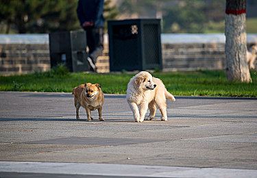 红蝎子第二部全集,悬疑升级！《红蝎子》第二部惊险来袭-1