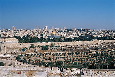 下厨房BY金银花露完整版：烹饪助手升级，美食爱好者新宠亮相-5