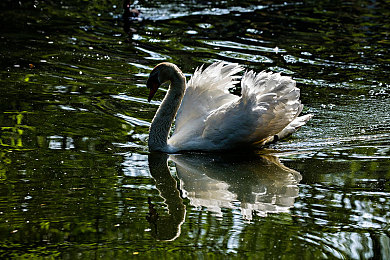 管家后宫学园哪集h：后宫学园惊爆集数，欢笑中感悟成长-2
