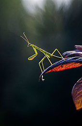 刺客信条启示录存档位置,《揭秘》刺客信条存档，新手玩家福利！-2