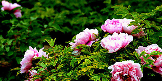 人与ZOOM人C交,科技新风尚，远程交流新纪元-3