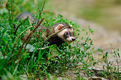 鸣人与雏田h,鸣雏新篇章：经典情侣再燃青春火花-5