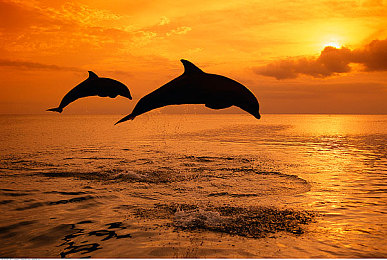 夜色网,夜色社交新宠：揭秘“夜色网”魅力所在-3